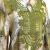 Vert olive